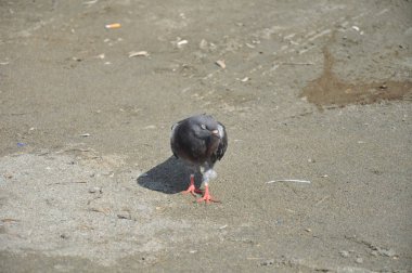 Çevredeki güzel kuş güvercini