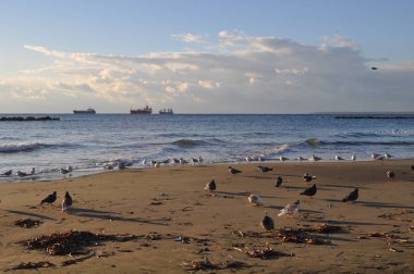 Çevredeki güzel kuş güvercini
