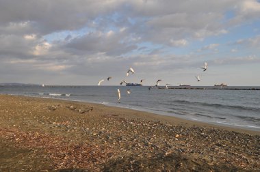 Çevredeki güzel kuş güvercini