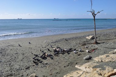 Çevredeki güzel kuş güvercini