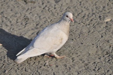 Çevredeki güzel kuş güvercini