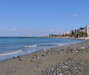 Çevredeki güzel kuş güvercini