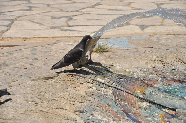 Beau Pigeon Oiseau Dans Environnement — Photo