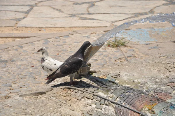 環境中の美しい鳥の鳩 — ストック写真