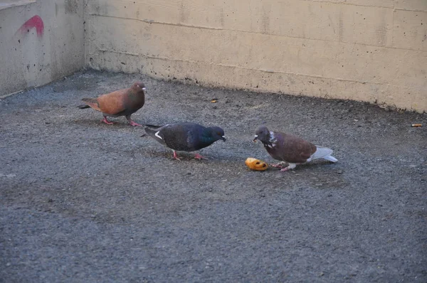 Mooie Vogel Duif Omgeving — Stockfoto