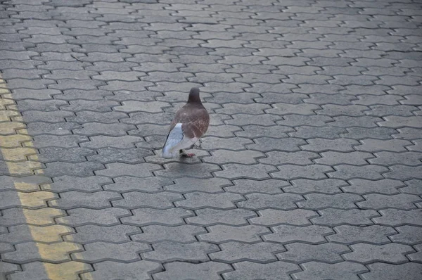 環境中の美しい鳥の鳩 — ストック写真