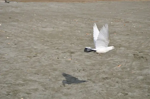 Beau Pigeon Oiseau Dans Environnement — Photo