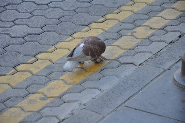 Die Schöne Vogeltaube Der Umgebung — Stockfoto