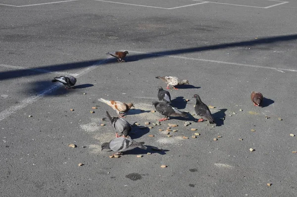 환경의 아름다운 비둘기 — 스톡 사진