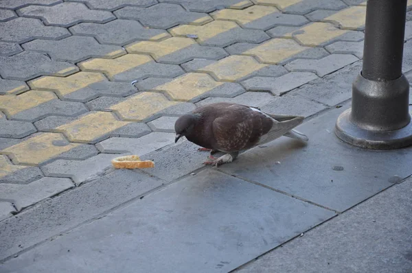 Die Schöne Vogeltaube Der Umgebung — Stockfoto