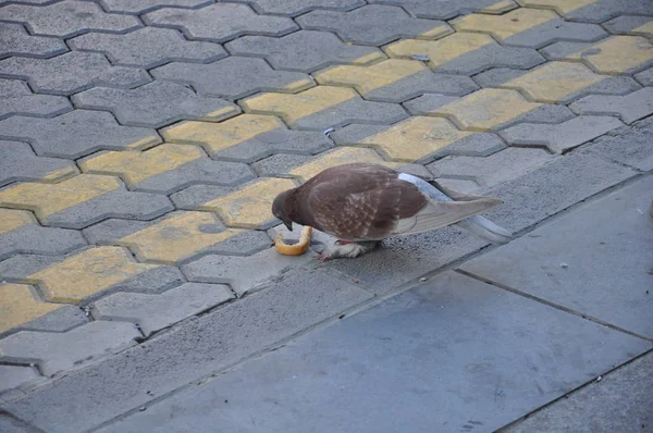 Die Schöne Vogeltaube Der Umgebung — Stockfoto