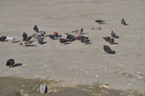 Beau Pigeon Oiseau Dans Environnement — Photo