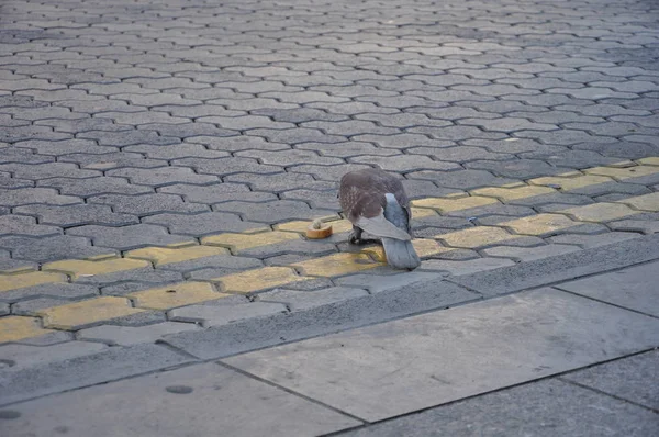 Beau Pigeon Oiseau Dans Environnement — Photo