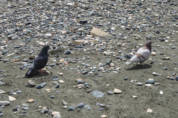 Beau Pigeon Oiseau Dans Environnement — Photo