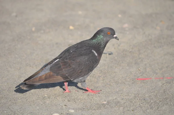 Die Schöne Vogeltaube Der Umgebung — Stockfoto