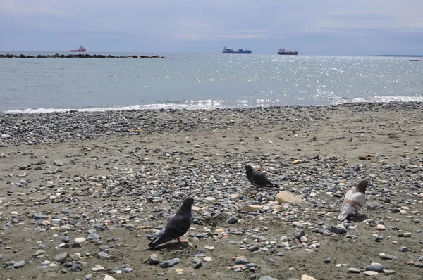 Çevredeki güzel kuş güvercini