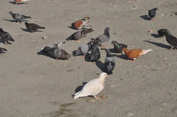 Mooie Vogel Duif Omgeving — Stockfoto