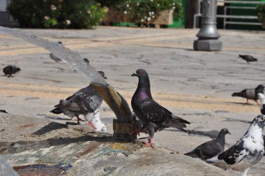 Çevredeki güzel kuş güvercini