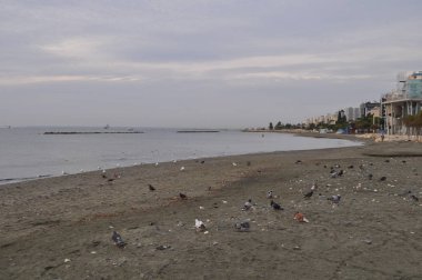 Çevredeki güzel kuş güvercini