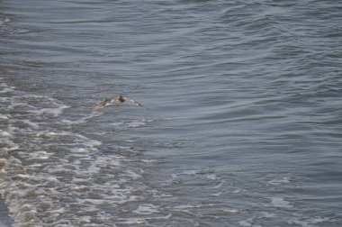 Çevredeki güzel kuş güvercini