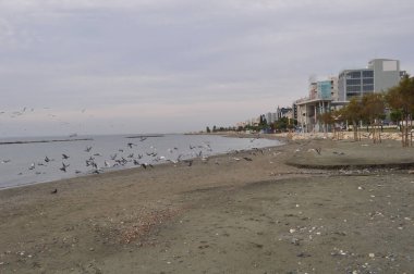 Çevredeki güzel kuş güvercini