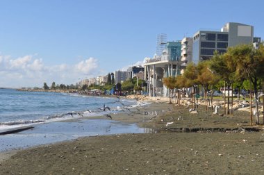 Çevredeki güzel kuş güvercini