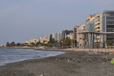 Çevredeki güzel kuş güvercini