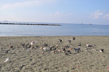 Çevredeki güzel kuş güvercini