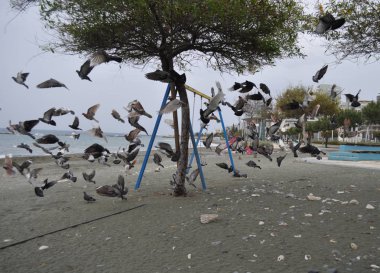 Çevredeki güzel kuş güvercini