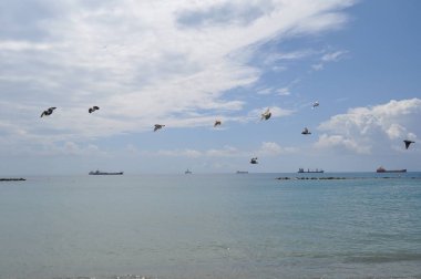 Çevredeki güzel kuş güvercini