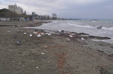 Çevredeki güzel kuş güvercini