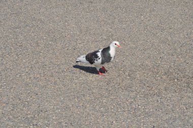 Çevredeki güzel kuş güvercini