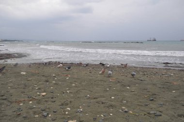 Çevredeki güzel kuş güvercini