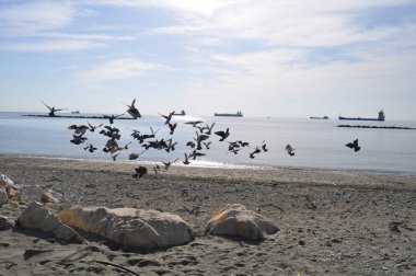 Çevredeki güzel kuş güvercini