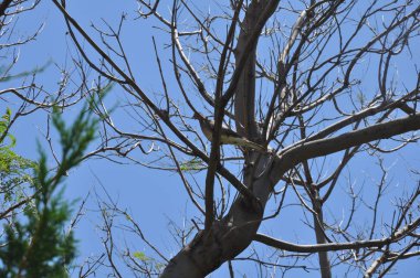 Çevredeki güzel kuş güvercini