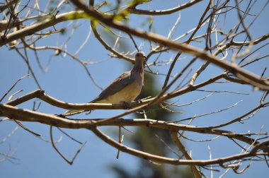 Çevredeki güzel kuş güvercini