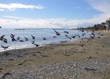 Çevredeki güzel kuş güvercini