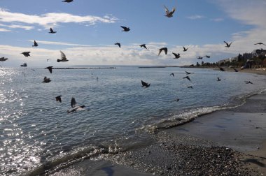 Çevredeki güzel kuş güvercini