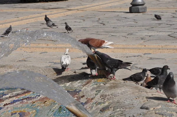 Beau Pigeon Oiseau Dans Environnement — Photo