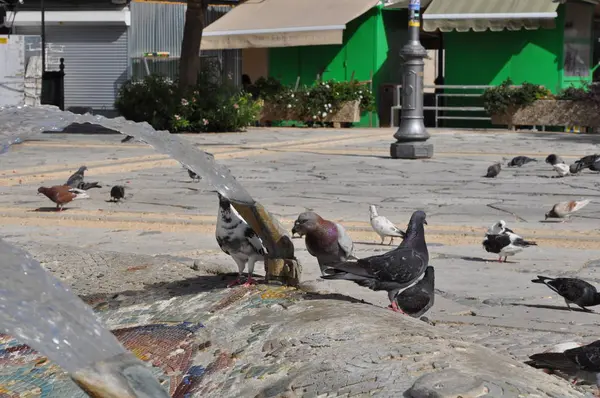 Beau Pigeon Oiseau Dans Environnement — Photo