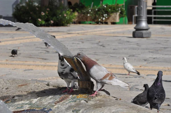 Beau Pigeon Oiseau Dans Environnement — Photo
