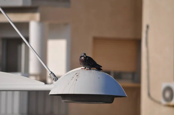 Bellissimo Piccione Uccello Nell Ambiente — Foto Stock