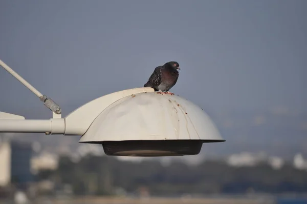 Beau Pigeon Oiseau Dans Environnement — Photo