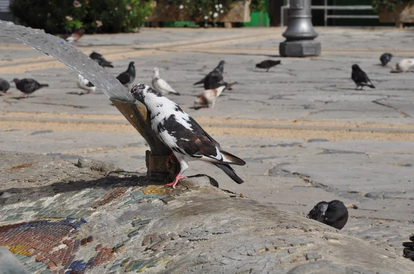 Çevredeki Güzel Kuş Güvercini — Stok fotoğraf