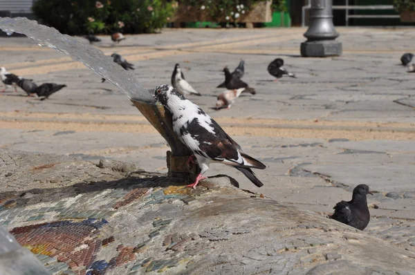 Beau Pigeon Oiseau Dans Environnement — Photo