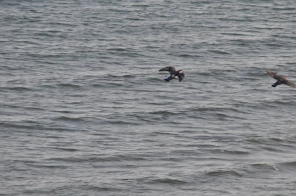 Beau Pigeon Oiseau Dans Environnement — Photo