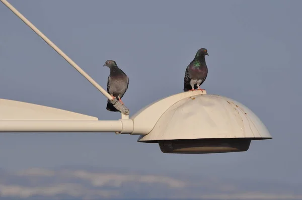 Bellissimo Piccione Uccello Nell Ambiente — Foto Stock