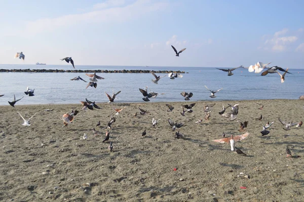 Beautiful Bird Pigeon Environment — Stock Photo, Image