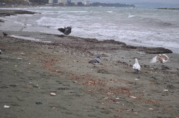 Beau Pigeon Oiseau Dans Environnement — Photo