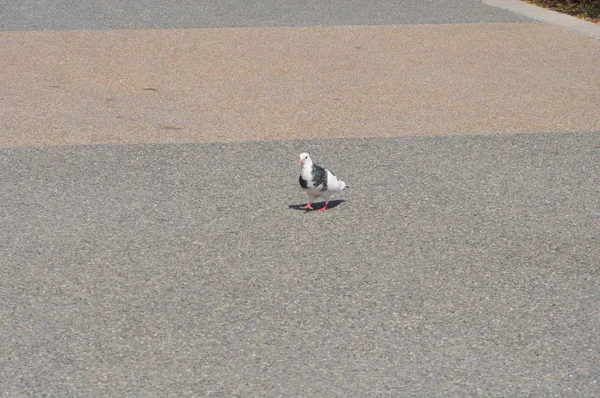 環境中の美しい鳥の鳩 — ストック写真